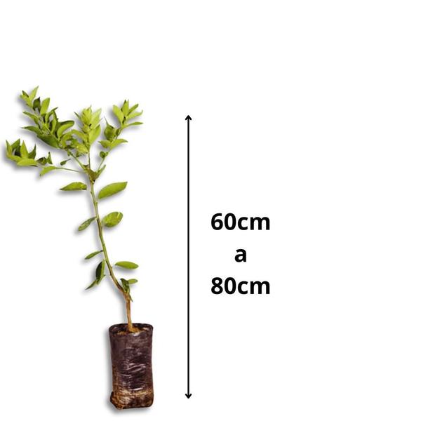 Muda de Laranja Natal - Enxertada - Carcan Plantas Imagem de Muda de Laranja Natal - Enxertada