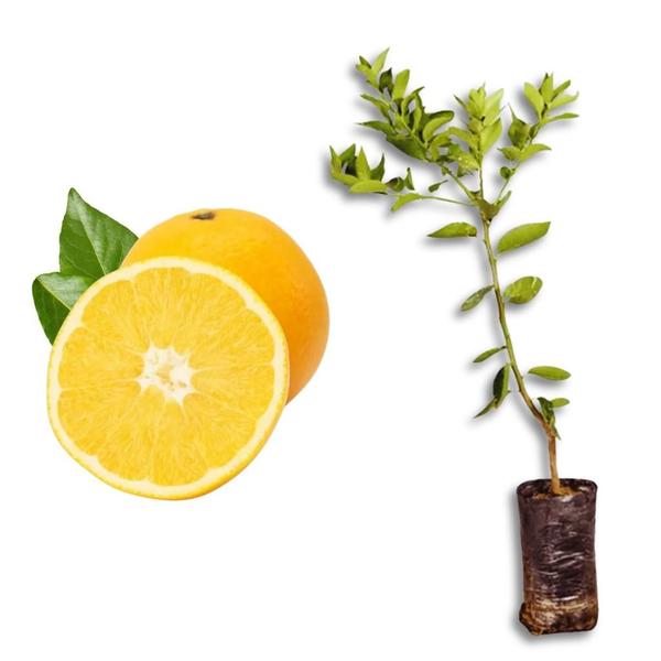 Muda de Laranja Natal - Enxertada - Carcan Plantas Imagem de Muda de Laranja Natal - Enxertada