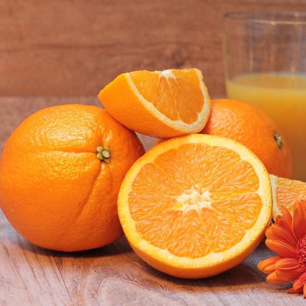 Muda de Laranja Natal - Enxertada - Carcan Plantas Imagem de Muda de Laranja Natal - Enxertada