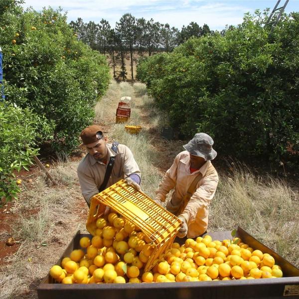 Imagem de Muda de Laranja Pera - Enxertada