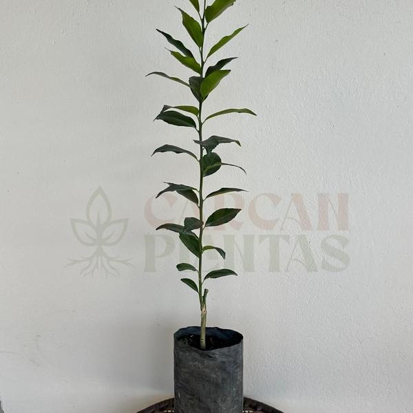 Muda de Laranja Valência - Enxertada - Carcan Plantas Imagem de Muda de Laranja Valência - Enxertada