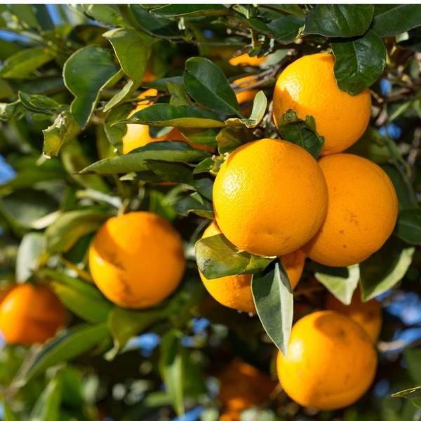 Muda de Laranja Valência - Enxertada - Carcan Plantas Imagem de Muda de Laranja Valência - Enxertada