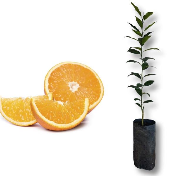 Muda de Laranja Valência - Enxertada - Carcan Plantas Imagem de Muda de Laranja Valência - Enxertada