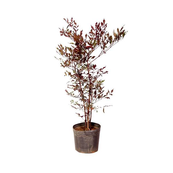 Imagem de Muda de Leia Rubra 20 a 40cm AMK - Plantas Online