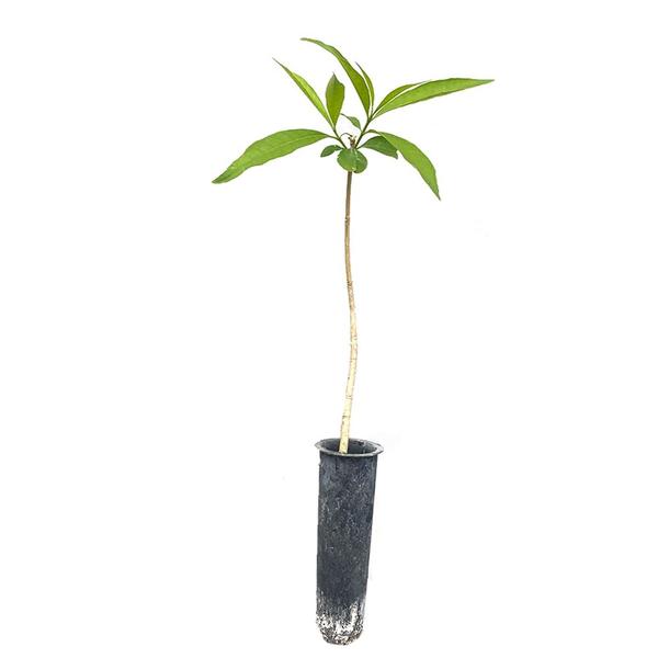 Imagem de Muda de Leiteiro 20 a 40cm AMK - Plantas Online