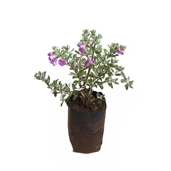 Imagem de Muda de Leucofilo 20 a 40cm AMK - Plantas Online