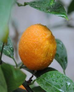 Muda de Limão Cravo Altura de 0,40 cm a 0,80 cm - Plantas Imagem de Muda de Limão Cravo Altura de 0,40 cm a 0,80 cm