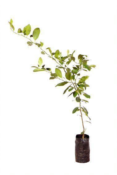 Muda de Limão Cravo Altura de 0,40 cm a 0,80 cm - Plantas Imagem de Muda de Limão Cravo Altura de 0,40 cm a 0,80 cm