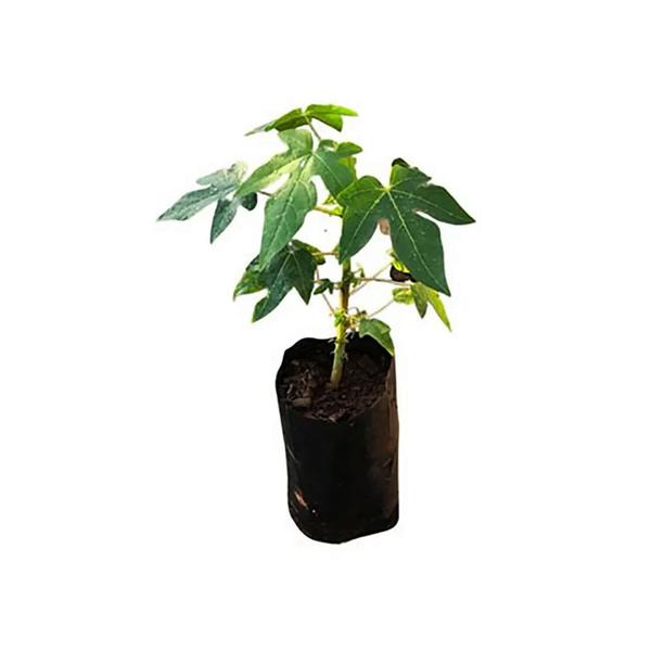 Imagem de Muda de Mamão Formosa 20 a 40cm AMK - Plantas Online