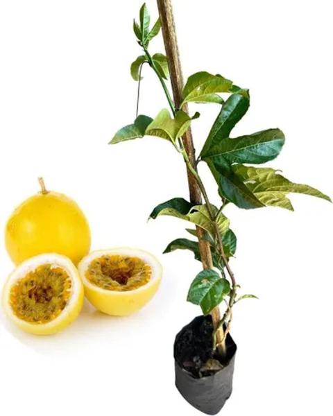 Muda de maracujá azedo - 60 cm - Ornament Mudas Imagem de Muda de maracujá azedo - 60 cm