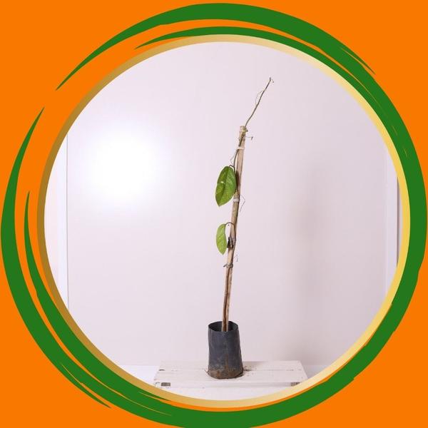 Muda de Maracujá doce- Nome Científico: Passiflora Alata - Gardencitrus Imagem de Muda de Maracujá doce- Nome Científico: Passiflora Alata