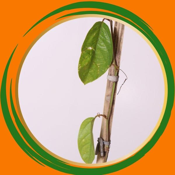 Muda de Maracujá doce- Nome Científico: Passiflora Alata - Gardencitrus Imagem de Muda de Maracujá doce- Nome Científico: Passiflora Alata
