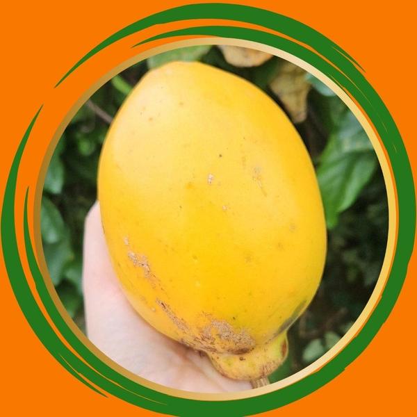 Muda de Maracujá doce- Nome Científico: Passiflora Alata - Gardencitrus Imagem de Muda de Maracujá doce- Nome Científico: Passiflora Alata