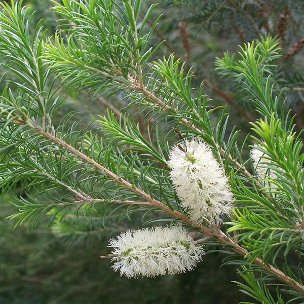 Imagem de Muda de Melaleuca 20 a 40cm AMK - Plantas Online