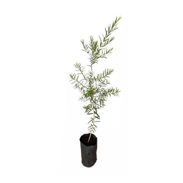 Imagem de Muda de Melaleuca 20 a 40cm AMK - Plantas Online