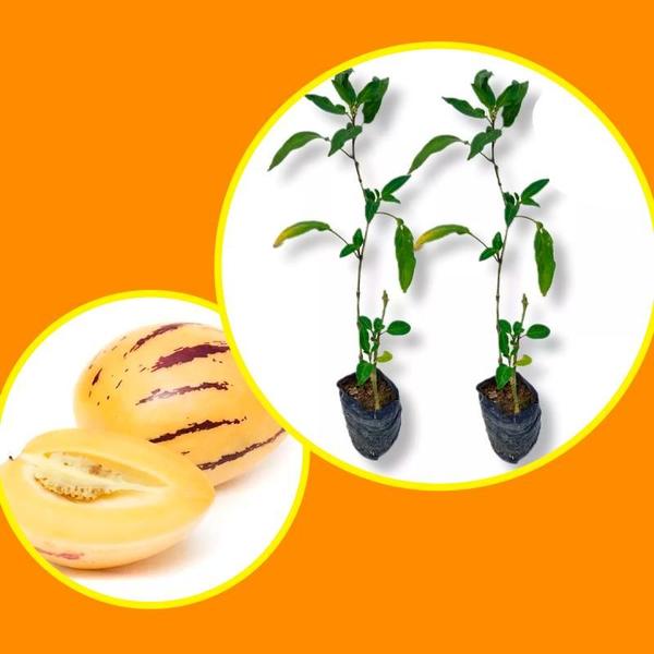 Muda de Melão Andino - Gardencitrus Imagem de Muda de Melão Andino