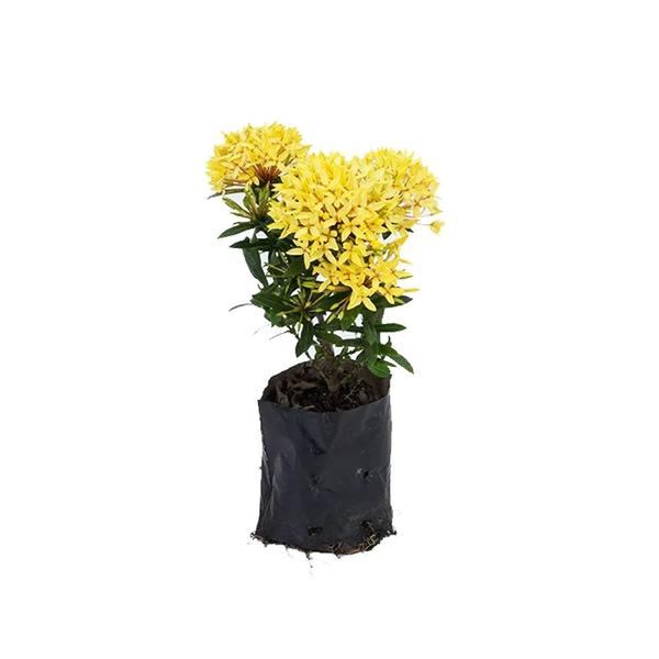 Imagem de Muda de Mini Ixora Amarela 20 a 40cm AMK - Plantas Online