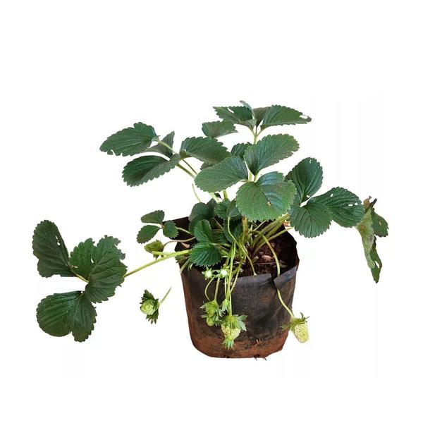 Imagem de Muda de Morango 20 a 40cm AMK - Plantas Online