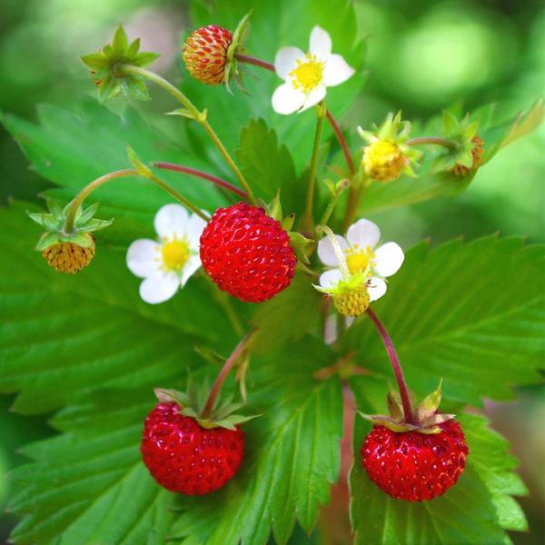 Imagem de Muda de Morango Silvestre 20 a 40cm AMK - Plantas Online