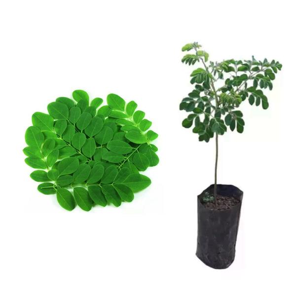 Imagem de Muda de Moringa Altura de 0,40 cm a 0,80 cm