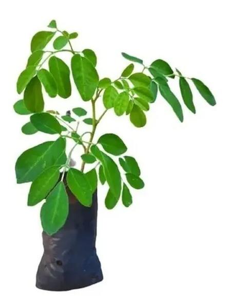 Imagem de Muda De Moringa