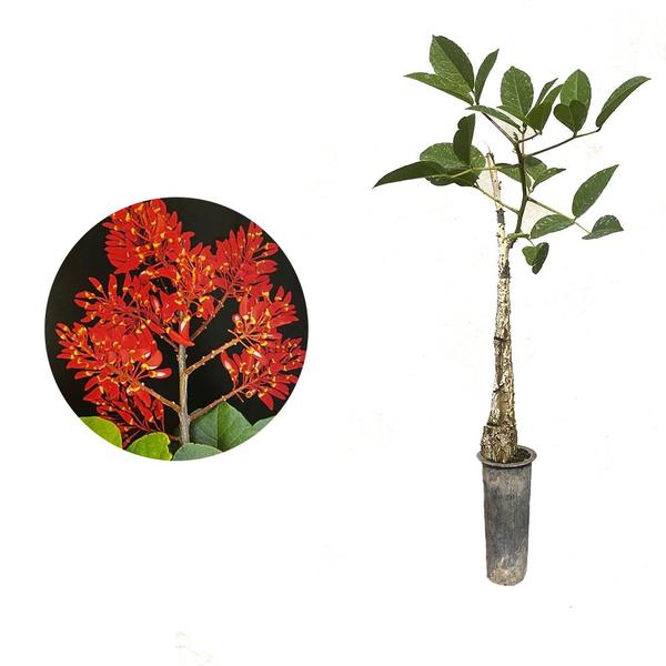 Imagem de Muda de Mulungo 20 a 40cm AMK - Plantas Online