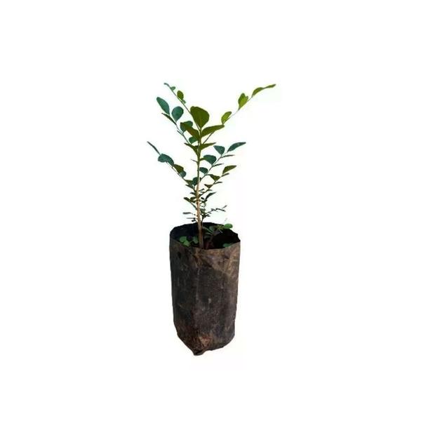 Imagem de Muda de Murta 20 a 40cm AMK - Plantas Online