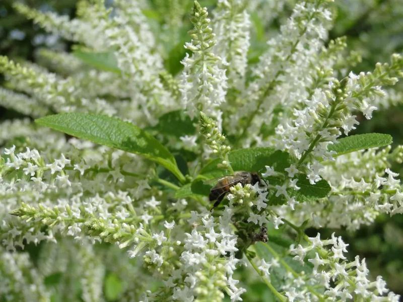 muda de mutre aloysia Virgata bem enraizadas Imagem de muda de mutre aloysia Virgata bem enraizadas