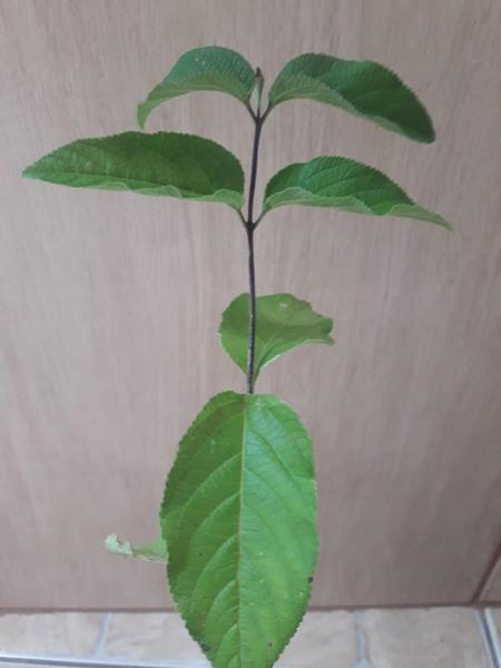muda de mutre aloysia Virgata bem enraizadas Imagem de muda de mutre aloysia Virgata bem enraizadas