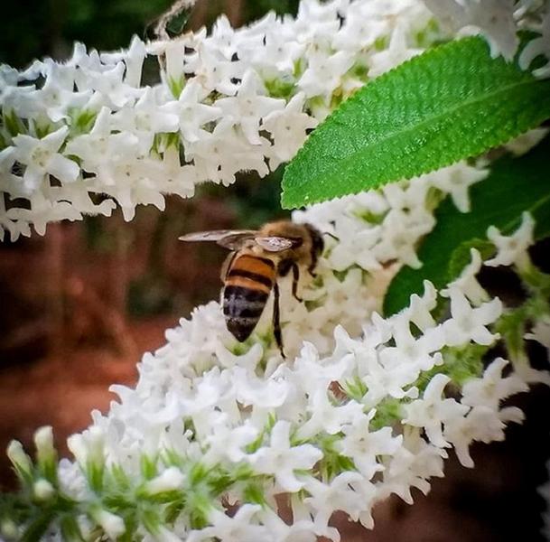 muda de mutre aloysia Virgata bem enraizadas Imagem de muda de mutre aloysia Virgata bem enraizadas