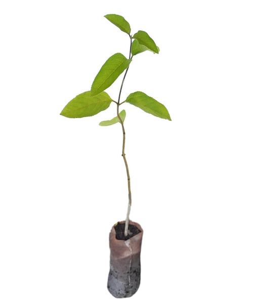 muda de mutre aloysia Virgata bem enraizadas Imagem de muda de mutre aloysia Virgata bem enraizadas