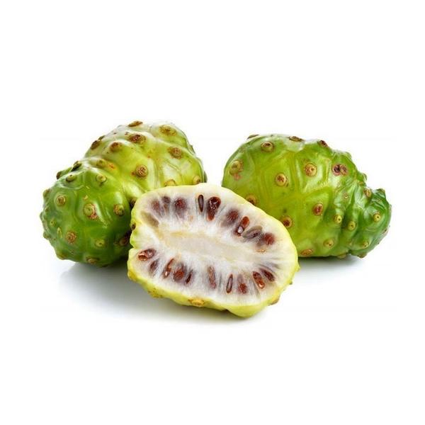 Imagem de Muda de Noni 20 a 40cm AMK - Plantas Online