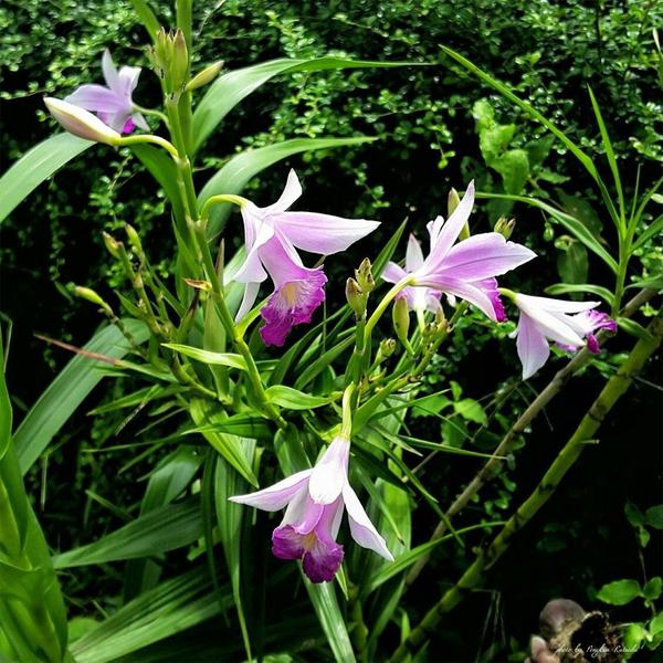 Imagem de Muda de Orquídea Bambu 20 a 40cm AMK - Plantas Online