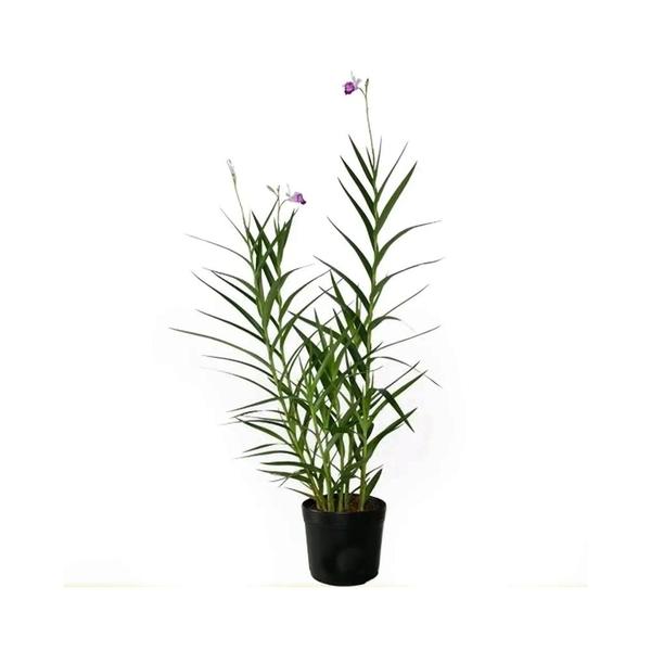 Imagem de Muda de Orquídea Bambu 20 a 40cm AMK - Plantas Online