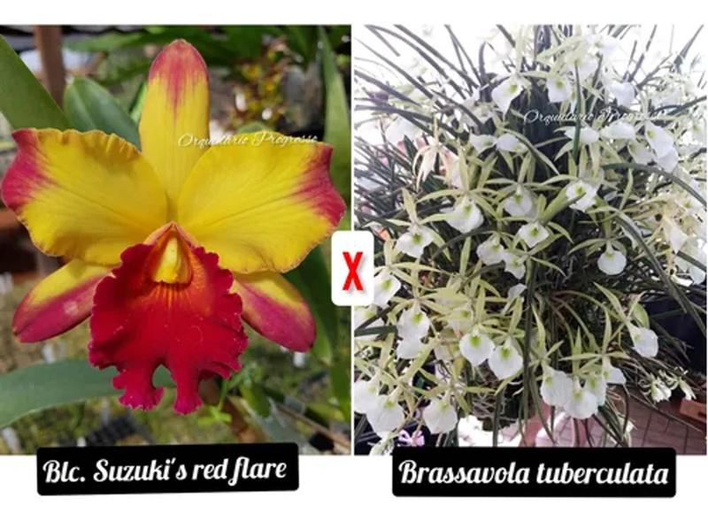 Imagem de Muda de Orquídea Blc. Suzuki's Red Flare X Brassavola Tuberculata