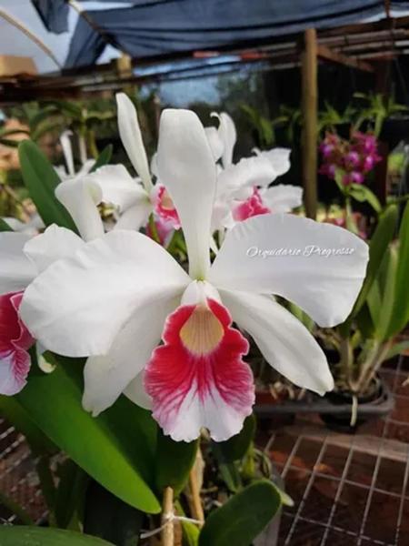 Muda de orquídea Cattleya purpurata carnea Imagem de Muda de orquídea Cattleya purpurata carnea