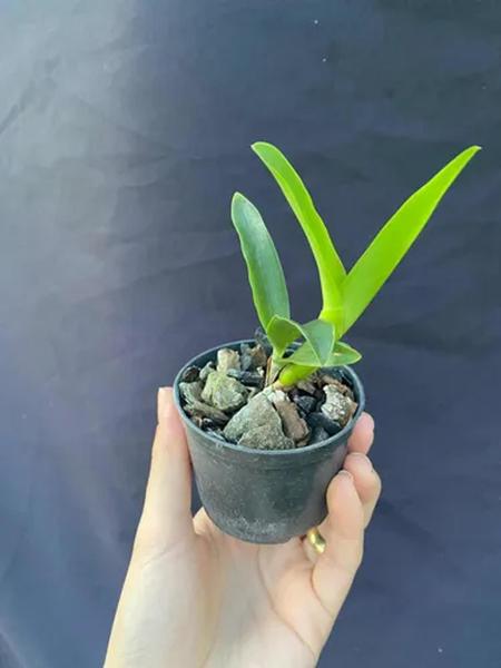 Muda de orquídea Cattleya purpurata carnea Imagem de Muda de orquídea Cattleya purpurata carnea