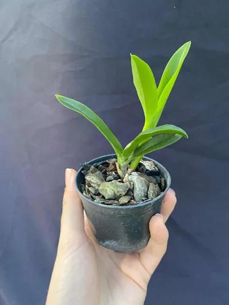 Muda de orquídea Cattleya purpurata carnea Imagem de Muda de orquídea Cattleya purpurata carnea