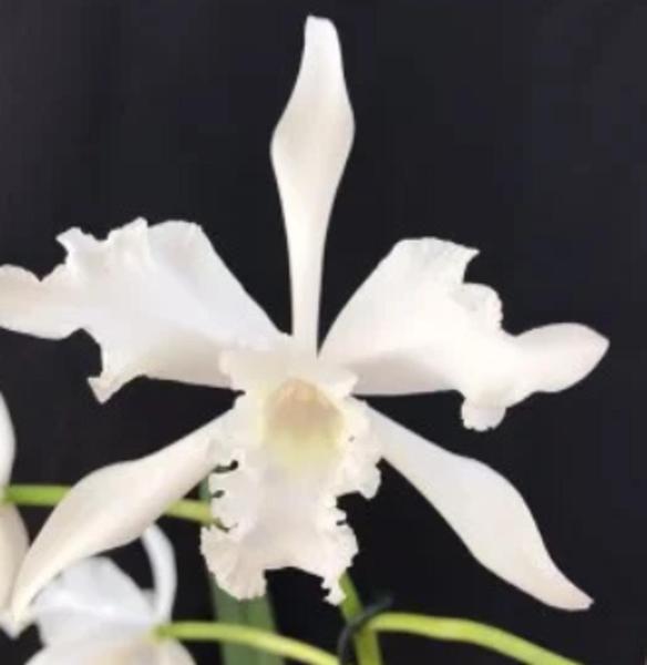 Imagem de Muda de Orquídea Lobata Geni Alba (3261)