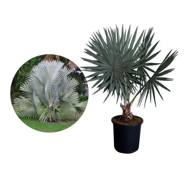 Imagem de Muda de Palmeira Azul 20 a 40cm AMK - Plantas Online