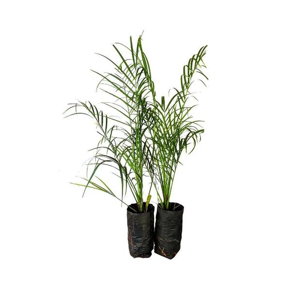 Imagem de Muda de Palmeira Fenix 20 a 40cm AMK - Plantas Online