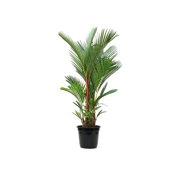 Imagem de Muda de Palmeira Laca Ou Renda 20 a 40cm AMK - Plantas Online