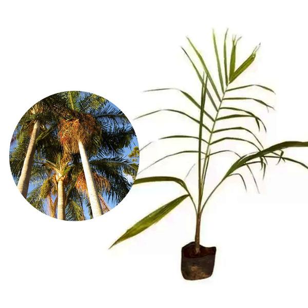 Imagem de Muda de Palmeira Real 20 a 40cm AMK - Plantas Online