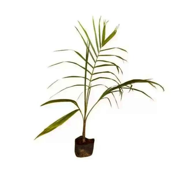 Imagem de Muda de Palmeira Real 20 a 40cm AMK - Plantas Online