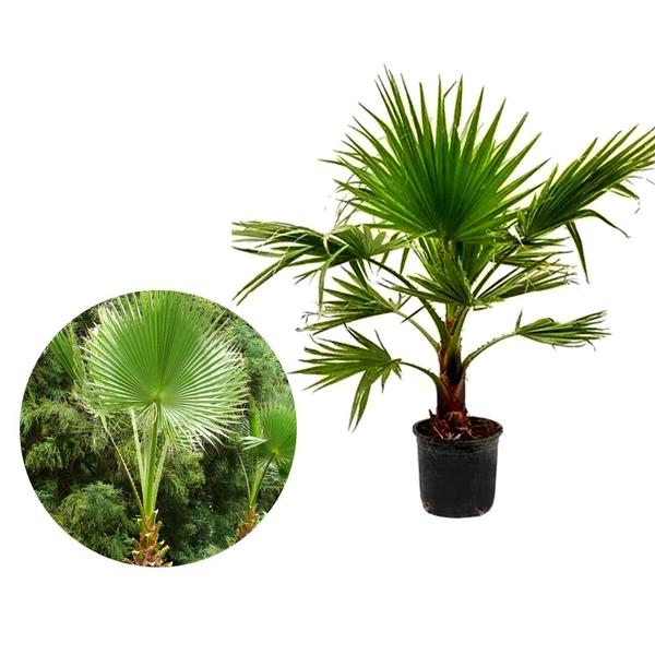 Imagem de Muda de Palmeira Washingtônia 20 a 40cm AMK - Plantas Online