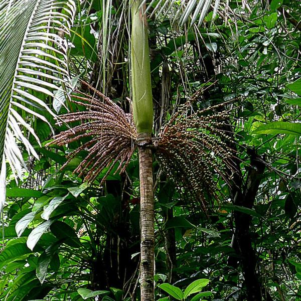 Imagem de Muda de Palmito Jussara 20 a 40cm AMK - Plantas Online