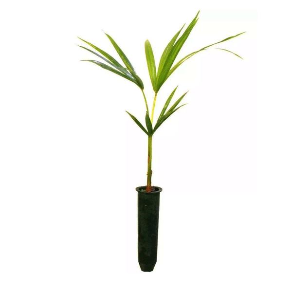 Imagem de Muda de Palmito Jussara 20 a 40cm AMK - Plantas Online