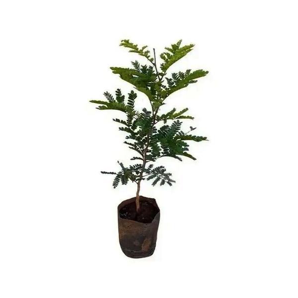 Imagem de Muda de Pau Brasil 20 a 40cm AMK - Plantas Online