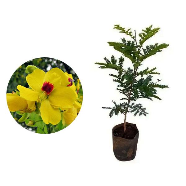 Imagem de Muda de Pau Brasil 20 a 40cm AMK - Plantas Online