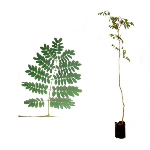 Muda de Pau-ferro 20 a 40cm AMK - Plantas Online - AMK Jardinagem e Paisagismo Imagem de Muda de Pau-ferro 20 a 40cm AMK - Plantas Online